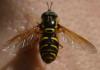 Chrysotoxum festivum